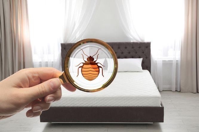 Woman with magnifying glass detecting bed bugs on mattress, closeup